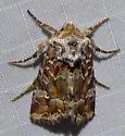 Lacinipolia lepidula - Hodges#10401 - photo 5
