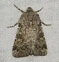 Lacinipolia leucogramma - Hodges#10392 - photo 4
