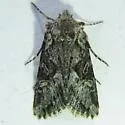 Lacinipolia longiclava - Hodges#10374 - Lacinipolia longiclava