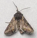 Lacinipolia longiclava - Hodges#10374 - photo 3