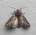 Lacinipolia longiclava - Hodges#10374 - photo 4