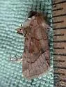 Bridled Arches - Hodges#10405 - Lacinipolia lorea