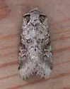 Lacinipolia lustralis - Hodges#10370 - Lacinipolia lustralis