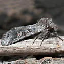 Lacinipolia lustralis - Hodges#10370 - photo 2