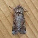 Lacinipolia lustralis - Hodges#10370 - photo 4