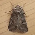 Lacinipolia lustralis - Hodges#10370 - photo 5