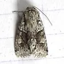 Lacinipolia marinitincta - Hodges#10412