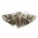 Lacinipolia marinitincta - Hodges#10412 - photo 2