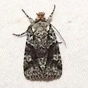 Lacinipolia marinitincta - Hodges#10412 - photo 3