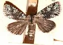 Lacinipolia marinitincta - Hodges#10412 - photo 4