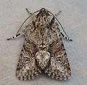 Lacinipolia martini - Hodges#10422.1 - photo 3