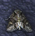 Lacinipolia martini - Hodges#10422.1 - photo 4