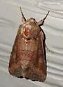 The Thinker Moth - Hodges#10368