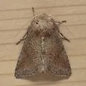 The Thinker Moth - Hodges#10368 - photo 2
