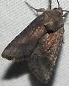 The Thinker Moth - Hodges#10368 - photo 4