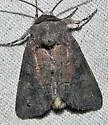The Thinker Moth - Hodges#10368 - photo 5
