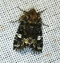 Lacinipolia mimula - Hodges#10351 - Lacinipolia mimula