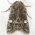 Lacinipolia mimula - Hodges#10351 - photo 2