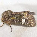 Lacinipolia mimula - Hodges#10351 - photo 3