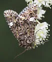 Lacinipolia mimula - Hodges#10351 - photo 4