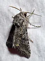Lacinipolia naevia - Hodges#10381