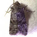 Lacinipolia naevia - Hodges#10381 - photo 2