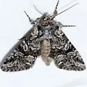 Lacinipolia naevia - Hodges#10381 - photo 3