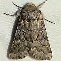 Lacinipolia naevia - Hodges#10381 - photo 4
