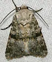 Lacinipolia palilis - Hodges#10383 - Lacinipolia palilis