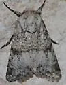 Lacinipolia palilis - Hodges#10383 - photo 2