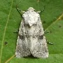 Lacinipolia palilis - Hodges#10383 - photo 3