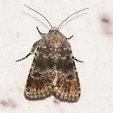 Lacinipolia palilis - Hodges#10383 - photo 4