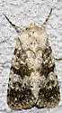 Lacinipolia palilis - Hodges#10383 - photo 5