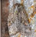 Lacinipolia parvula - Hodges#10424 - photo 2