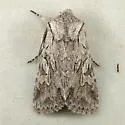 Lacinipolia patalis - Hodges#10423 - photo 3