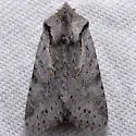 Lacinipolia patalis - Hodges#10423 - photo 4