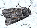 Lacinipolia pensilis - Hodges#10395 - photo 2