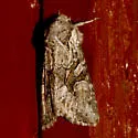 Lacinipolia pensilis - Hodges#10395 - photo 3