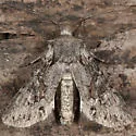 Lacinipolia pensilis - Hodges#10395 - photo 4