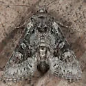 Lacinipolia pensilis - Hodges#10395 - photo 5
