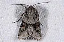 Lacinipolia quadrilineata - Hodges#10422 - Lacinipolia quadrilineata