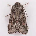 Lacinipolia quadrilineata - Hodges#10422 - photo 4