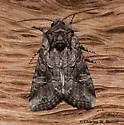 Lacinipolia rodora - Hodges#10406.7