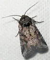 Lacinipolia rodora - Hodges#10406.7 - photo 4