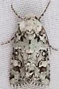 Lacinipolia runica - Hodges#10418 - Lacinipolia runica