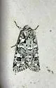 Lacinipolia runica - Hodges#10418 - photo 3