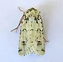 Lacinipolia runica - Hodges#10418 - photo 4