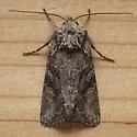 Lacinipolia sareta - Hodges#10395.1 - Lacinipolia sareta