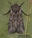Lacinipolia sareta - Hodges#10395.1 - photo 2