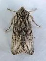 Lacinipolia sareta - Hodges#10395.1 - photo 3